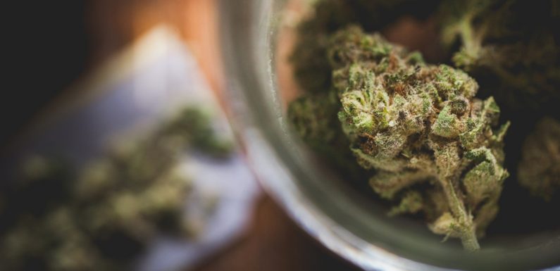 Cannabis thérapeutique : l’Assemblée nationale autorise son expérimentation