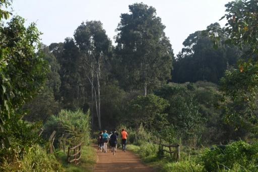 Le no man’s land devenu écrin de verdure: à Nairobi, la forêt de Karura renaît