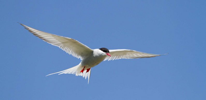 Quels sont les oiseaux migrateurs qui parcourent les plus longues distances ?