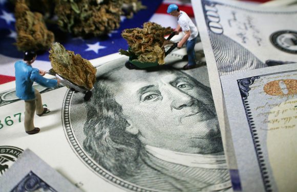 USA : la légalisation du cannabis devient un sujet phare de la campagne présidentielle 2020