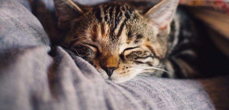 Tendances Un hôtel pour chats à ouvert !