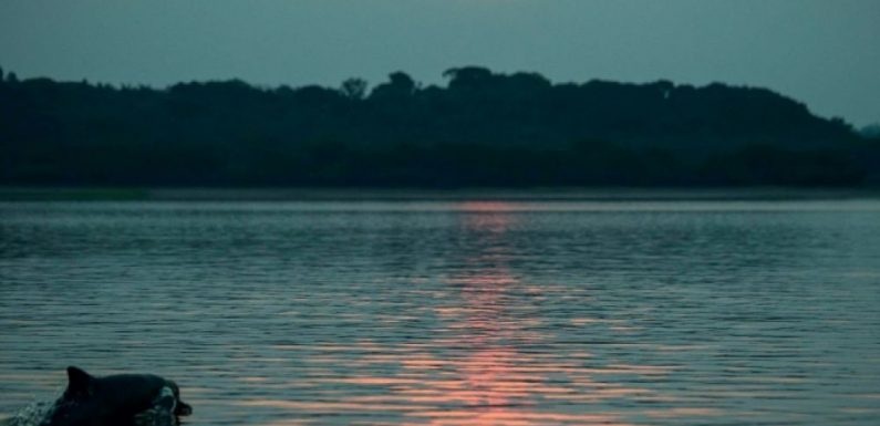 Les dauphins roses d’Amazonie sont contaminés au mercure