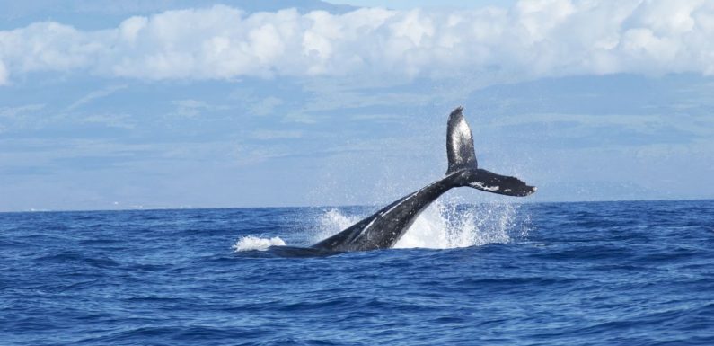 Des scientifiques ont trouvé une méthode pour peser des baleines en pleine mer