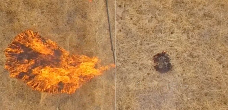 Ce gel protège les arbres des incendies