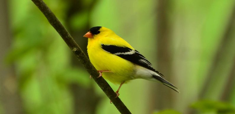 Biodiversité : trois milliards d’oiseaux ont disparu depuis 1970 en Amérique du Nord