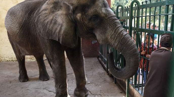 En Egypte, Naïma, dernier spécimen des éléphants d’Afrique du zoo de Guizeh, s’est éteinte