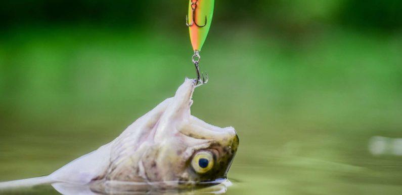 Souffrance animale : les poissons aussi ressentent la douleur