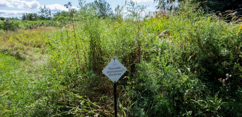 Planter des milliards d’arbres aurait peu d’effet sur le réchauffement climatique
