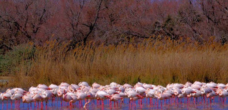 Quand la Camargue renoue avec la nature