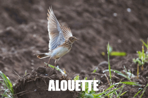 Les pesticides, principale cause de la disparition des oiseaux en France