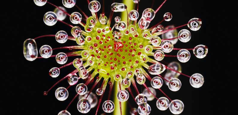 The Dynamic Details of Unusual Plants Captured in Singular Moments by Photographer Helene Schmitz