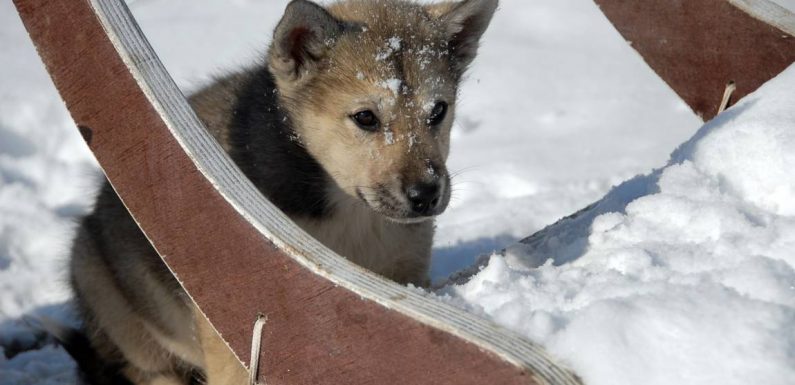 Jørn Riel : « Les Inuits ont le sixième sens que nous avons perdu »