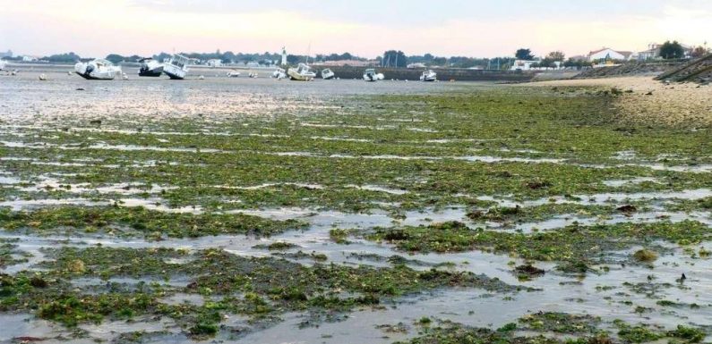 Climat et biodiversité : la France est dans le rouge selon un rapport officiel