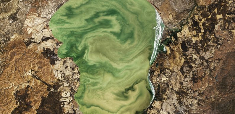 Les algues toxiques se multiplient dangereusement à cause du changement climatique