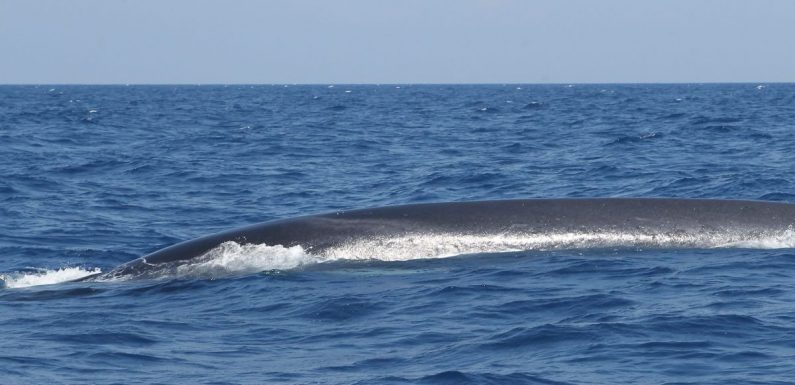 Une baleine amputée de sa queue en Méditerranée