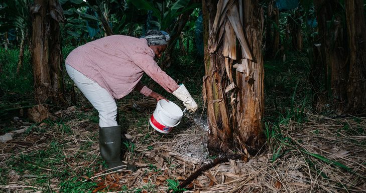 En Guadeloupe, la défiance des habitants « chlordéconés »
