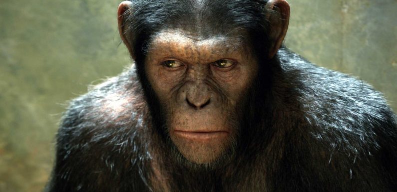 Des singes ont battu des humains à un jeu en étant bien plus intelligents et flexibles