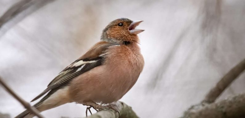 Des scientifiques implantent dans le cerveau d’oiseaux le souvenir d’un chant qu’ils n’ont jamais entendu