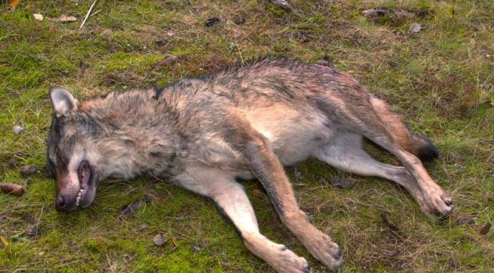 Abattage du loup : une guerre absurde contre la vie sauvage