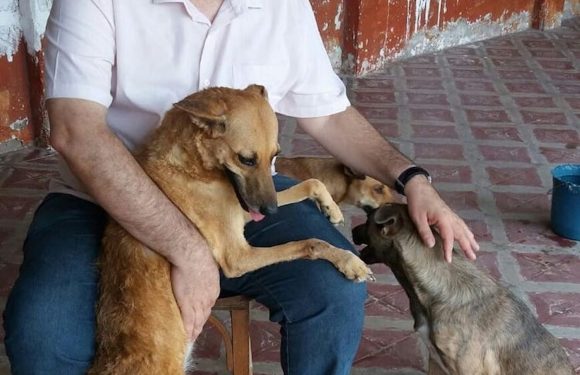 Brésil : ce prêtre accueille des chiens abandonnés pendant la messe afin de les faire adopter