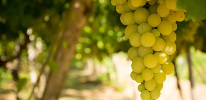 En Allemagne, le réchauffement climatique perturbe les arômes du Riesling