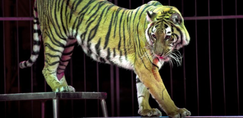 Beauvais interdit les animaux sauvages dans ses cirques
