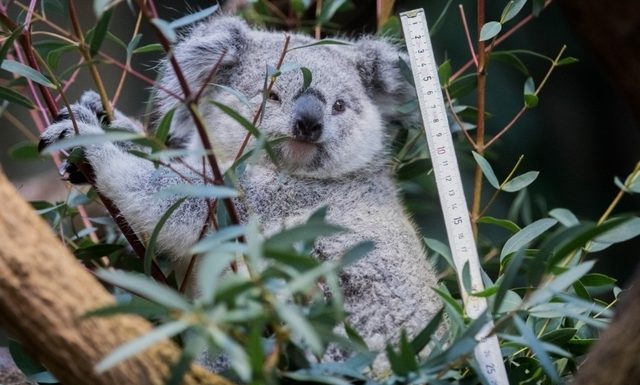 Des centaines de koalas morts dans un incendie