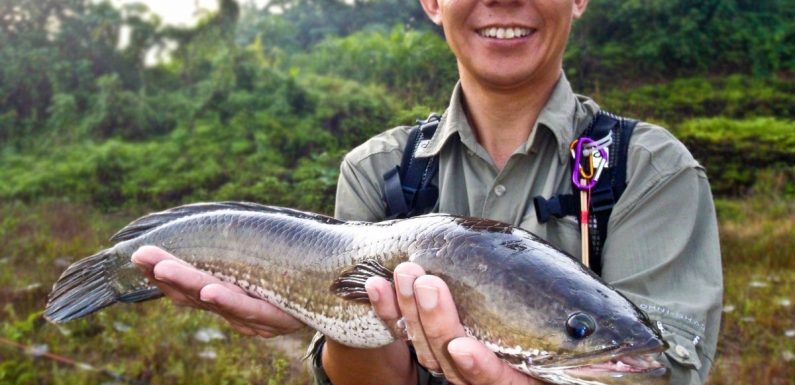 Un dangereux poisson qui respire à l’air libre découvert dans l’Etat de Géorgie