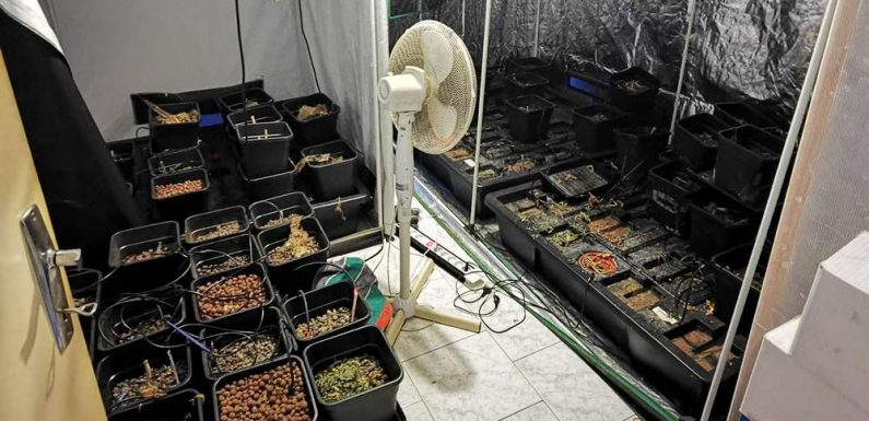 Charente : il avait transformé sa maison en serre à cannabis