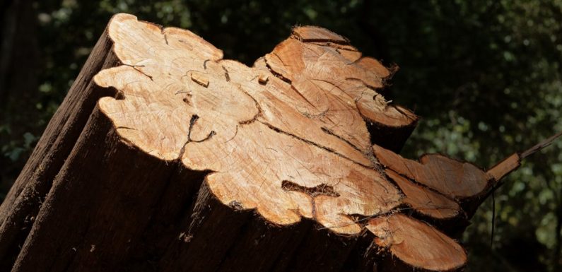 Des arbres sacrés sont abattus en masse pour faire des meubles de luxe au Gabon