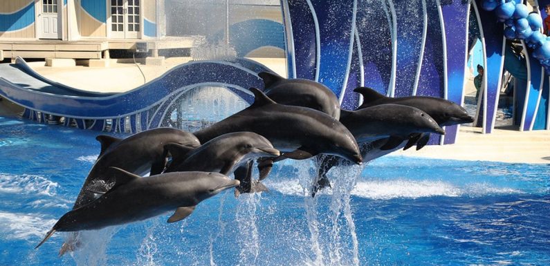 Bonne nouvelle : TripAdvisor ne vendra plus de billets pour des attractions exploitant des dauphins