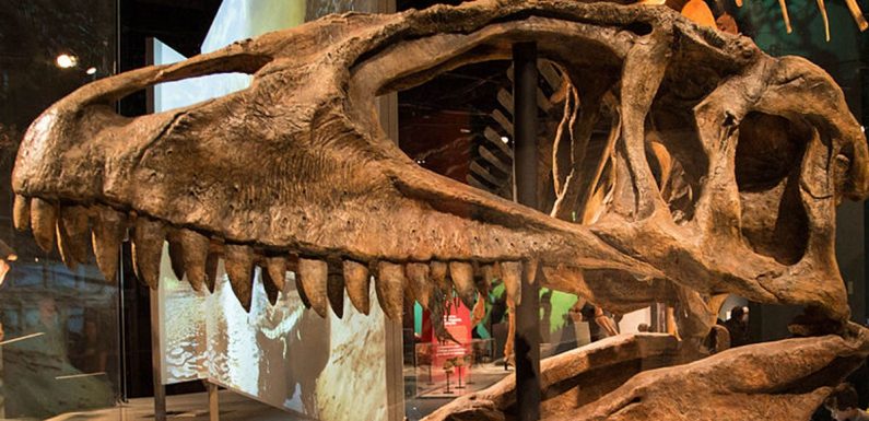 Une nouvelle espèce de dinosaure aux dents de requin découverte en Thaïlande