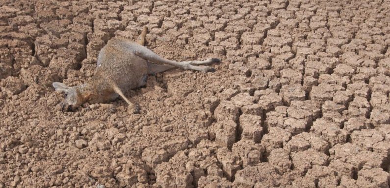 La sécheresse en Australie est si terrible qu’elle pousse les kangourous à devenir cannibales
