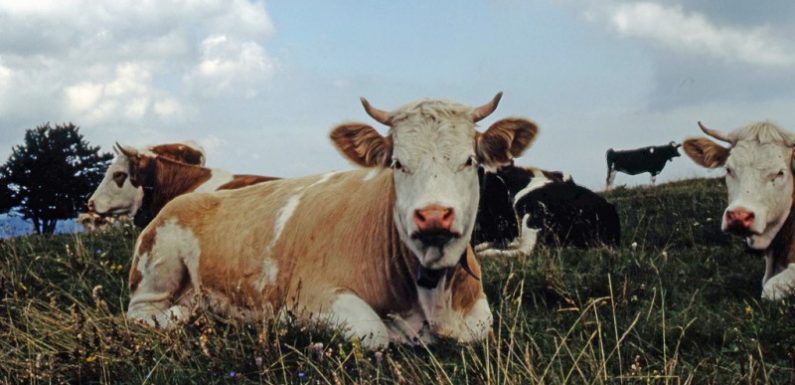 Tendances Hors la loi car ils utilisent des plantes sur leurs animaux : le manifeste des éleveurs