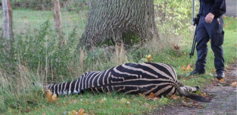 Échappé d’un cirque, un zèbre abattu sur une autoroute en Allemagne