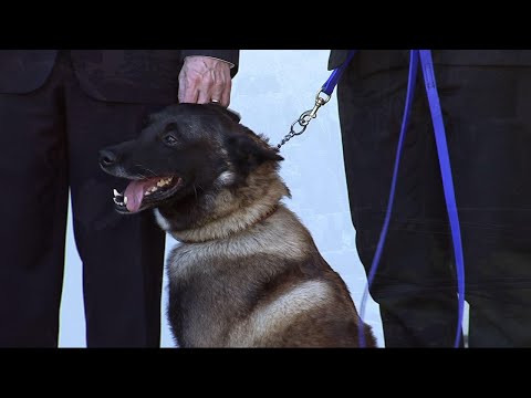 Conan the dog gets hero’s welcome at White House after raid