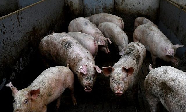 Le porc ne pourra dorénavant être importé en Israël que s’il est casher