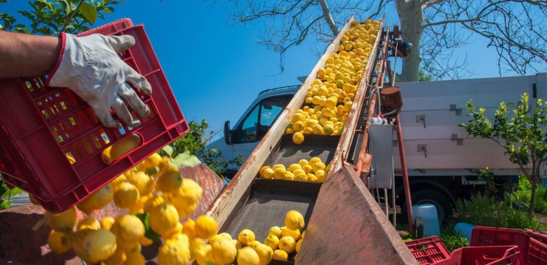 L&rsquo;Italie lance un Erasmus pour les agriculteurs bio