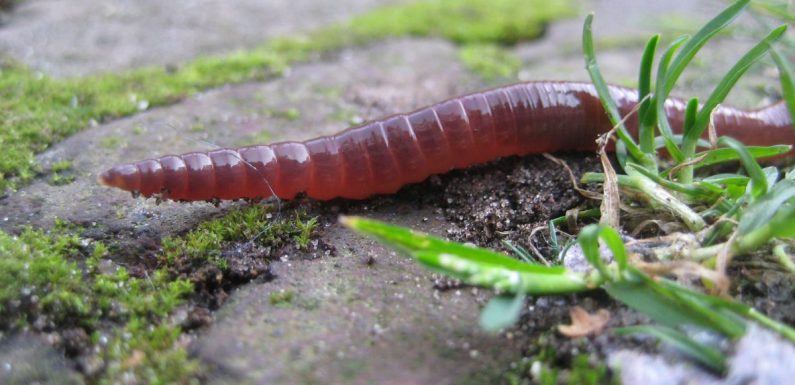 Un atlas des vers de terre