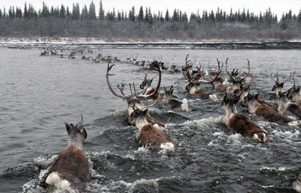 Still the Undisputed Champs of Mammalian Migrations