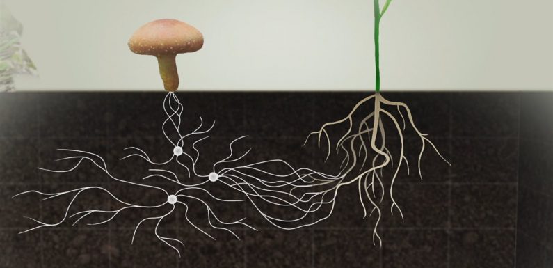 Les champignons au service de l’agriculture; la révolution des mycorhizes