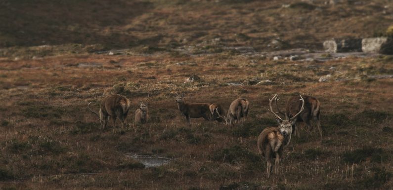 En Écosse, les cerfs “évoluent” en réponse au réchauffement climatique
