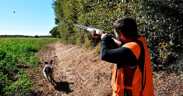 Un chasseur blessé par un tir de fusil… de son chien
