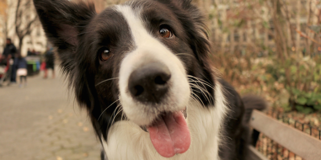 Léché par son chien, un homme meurt d’une infection généralisée