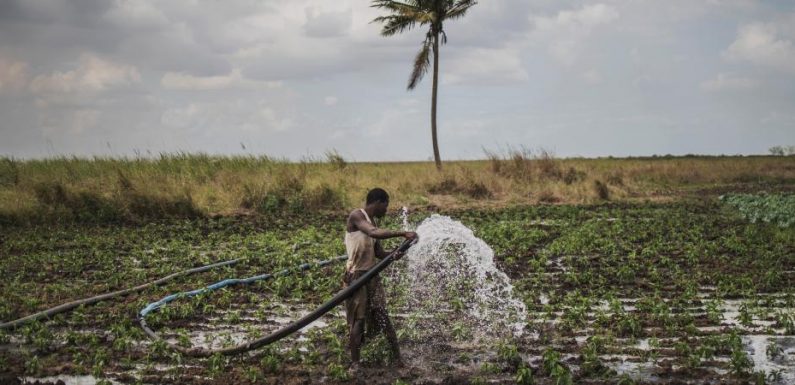 L’agriculture en Afrique : comment nourrir un continent qui subit le réchauffement climatique ?