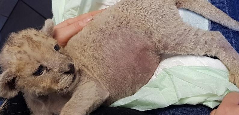 Il retenait un lionceau enfermé dans son garage à Marseille: un an de prison avec sursis