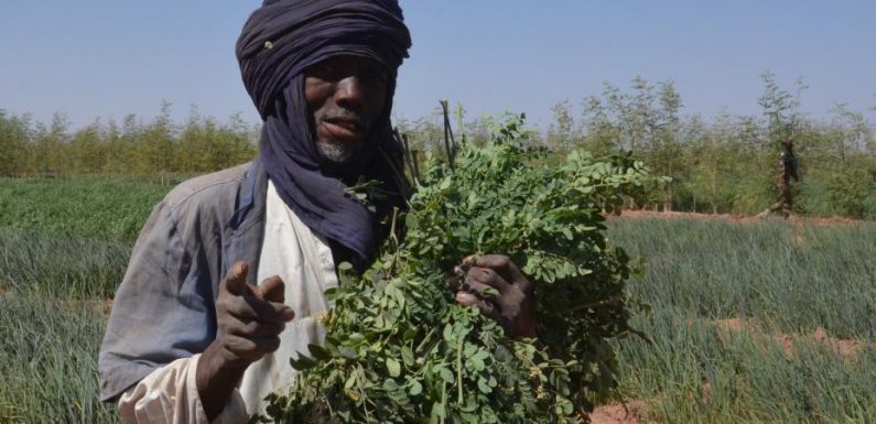 Niger : en plein désert, des éleveurs touaregs se reconvertissent à l’agriculture