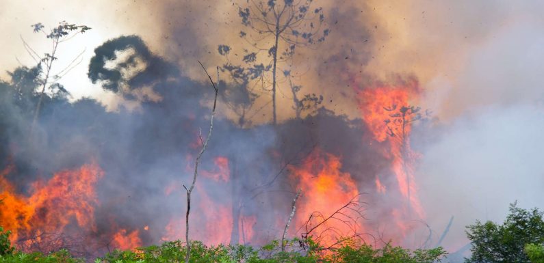 Amazonie : des incendies et une déforestation record en 2019