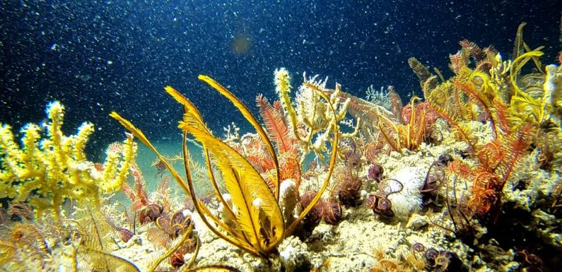 « Plan B » : Les océans, un territoire toujours inexploré
