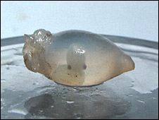 Cuttlefish spot target prey early